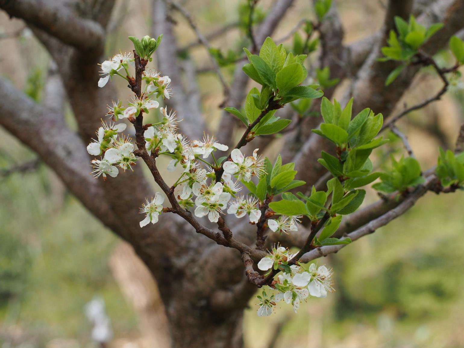 Plum, Domestic